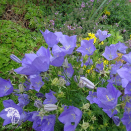 Колокольчик Эльф (карпатский, голубой)