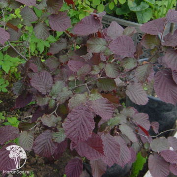 Фото Лещина медвежеобразная Професор Владислав Бугала