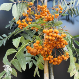 Рябина арнольда Куппер Глоу