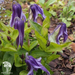 Клематис Литтл Артист