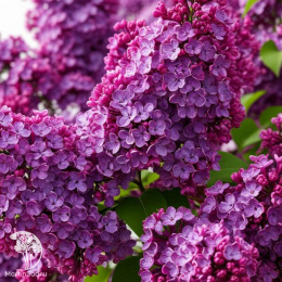 Сирень обыкновенная Людвиг Шпет на штамбе