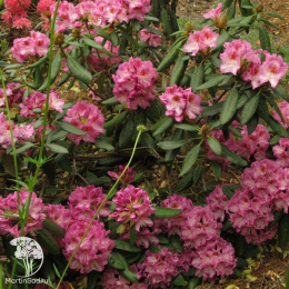 Рододендрон гибридный Казимир Одновичел (Роял Виолет)