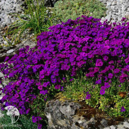 Аубреция Амазонка (вид: обриета гибридная, розово-фиолетовый) Евро