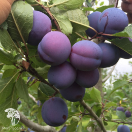 Слива гибрид Этюд + Заречная Ранняя