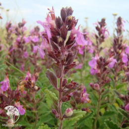 Дубравник обыкновенный