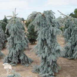 Ель колючая Зе Блюз