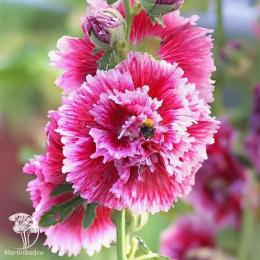 Мальва (Шток-роза) Фиеста Тайм