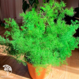 Аспарагус Абу-Даби