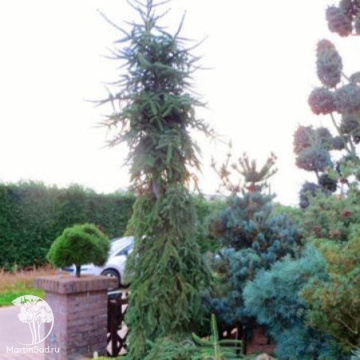 Фото Пихта бальзамическая Випинг Ларри
