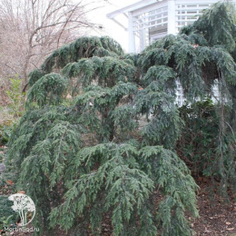 Тсуга канадская Ашфиелд Випер