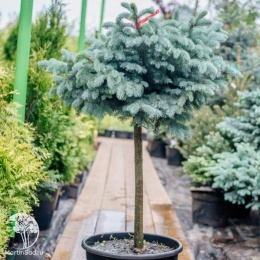 Ель колючая Глаука Глобоза на штамбе