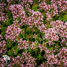 Душица обыкновенная Диабло