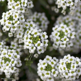 Алиссум Белое море (Ароматный сад )