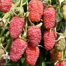 Малина ремонтантная Красная Гвардия