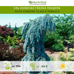 Ель колючая Глаука Пендула