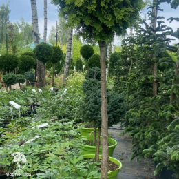 Туя западная Ауресценс на штамбе