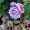 Роза флорибунда Новалис фото 1 