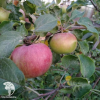 Сверхвыгодный комплект! Яблоня Юбиляр + опылитель яблоня Уэлси фото 3 