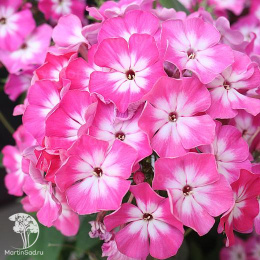 Флокс Магия друммонда (серия Элитная клумба)