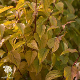 Дёрен кроваво-красный Сифа