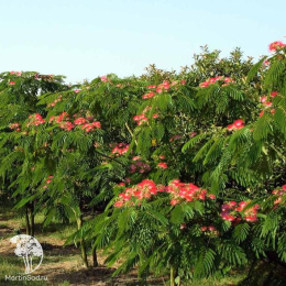 Альбиция ленкоранская Боубри