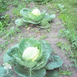 Капуста белокочанная среднепоздняя Мидор F1