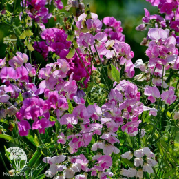 Горошек душистый Нежные коготки, смесь сортов