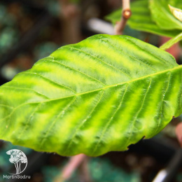 Бук лесной Стриата