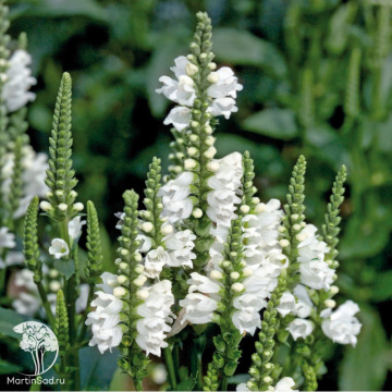 Фото Физостегия Кристал Пик Уайт