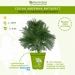 Сосна шверина Витхорст