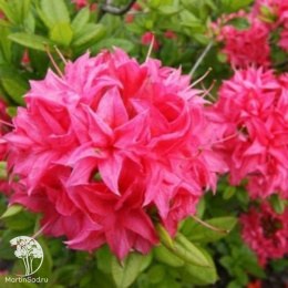 Азалия крупноцветковая Хоумбуш