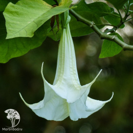Датура Медея (дурман индийский, ослепительно белая) Евро