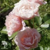 Роза парковая Дафна фото 1 
