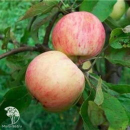 Яблоня обыкновенная Грушовка Московская