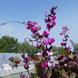 Долихос/Гиацинтовые бобы/ Вьющаяся сирень