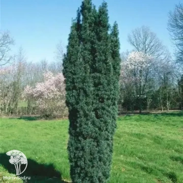 Фото Тис ягодный Грин Рокет