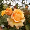 Роза флорибунда Амбер Квин фото 1 