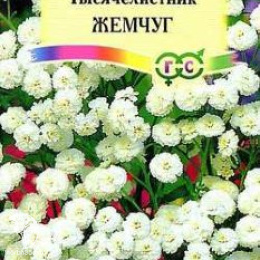 Тысячелистник Жемчуг белый