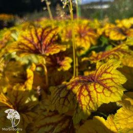 Сверхвыгодный микс! Гейхера Дельта Даун + Гейхера Черри Кола + Гейхера Ред Лайтинг