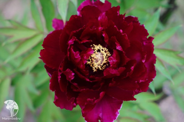 Фото Пион Хуан Цзя Мэнь