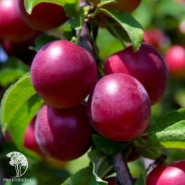 Слива гибрид Подарок Санкт-Петербургу + Красный шар