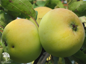 Фото Яблоня Бабушкино