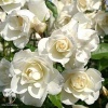 Роза флорибунда Шнивитхен на штамбе фото 3 