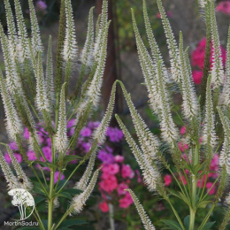 Вероникаструм виргинский (белый)