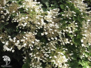 Фото Схизофрагма гортензиевидная японская Бёрст оф Лайт