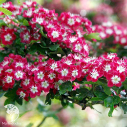 Боярышник обыкновенный Кримсон Клауд