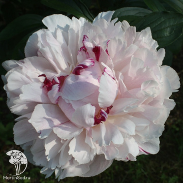 Фото Пион молочноцветковый Кэнди Харт