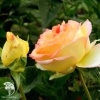 Роза чайно-гибридная Амбианс фото 4 