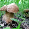 Мицелий Белый гриб Дубовый на зерновом субстрате фото 2 