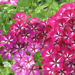 Флокс друммонда Гремми F1 розово-белый